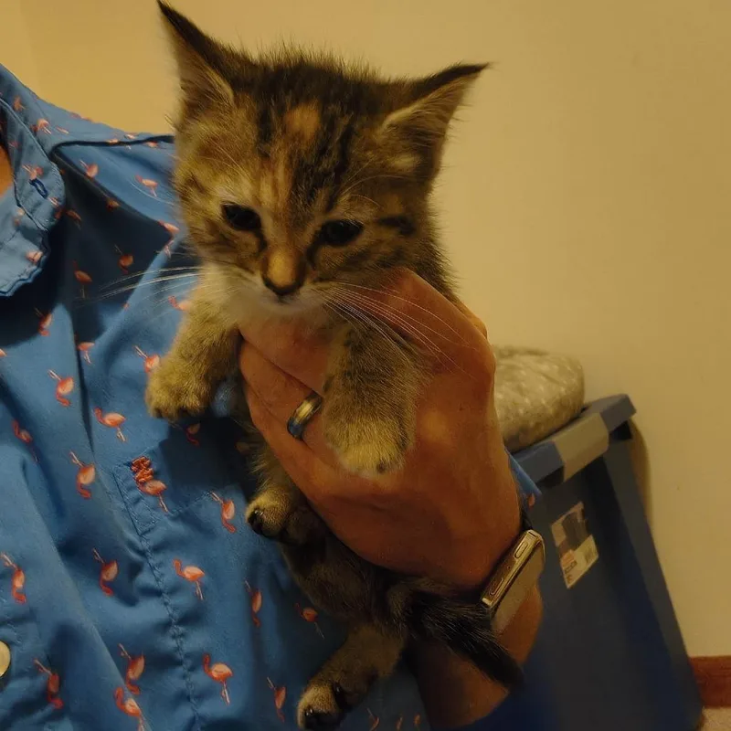 A baby small-sized female Calico Domestic Short Hair cat named Freckles C for adoption in Princeton, MN