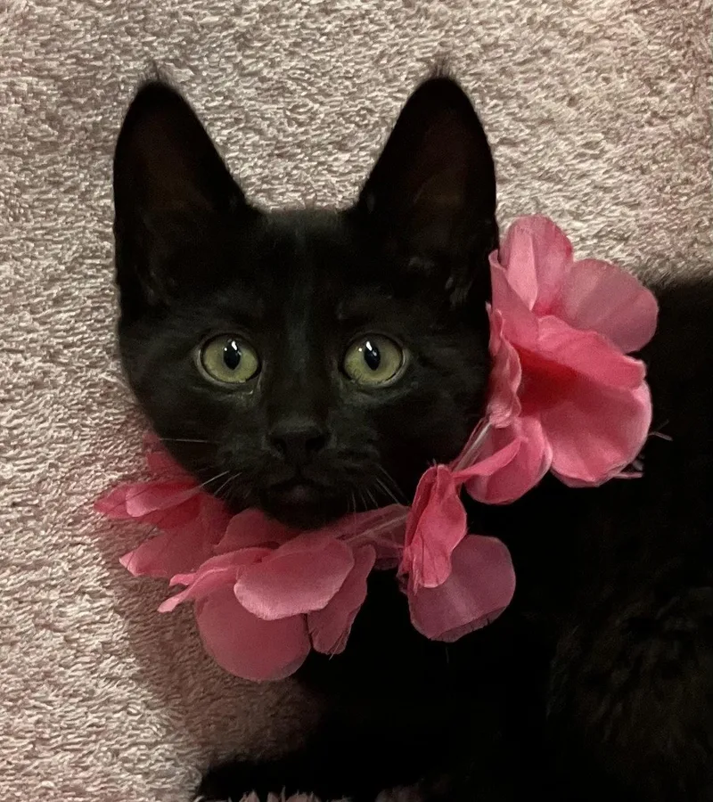 Eloise