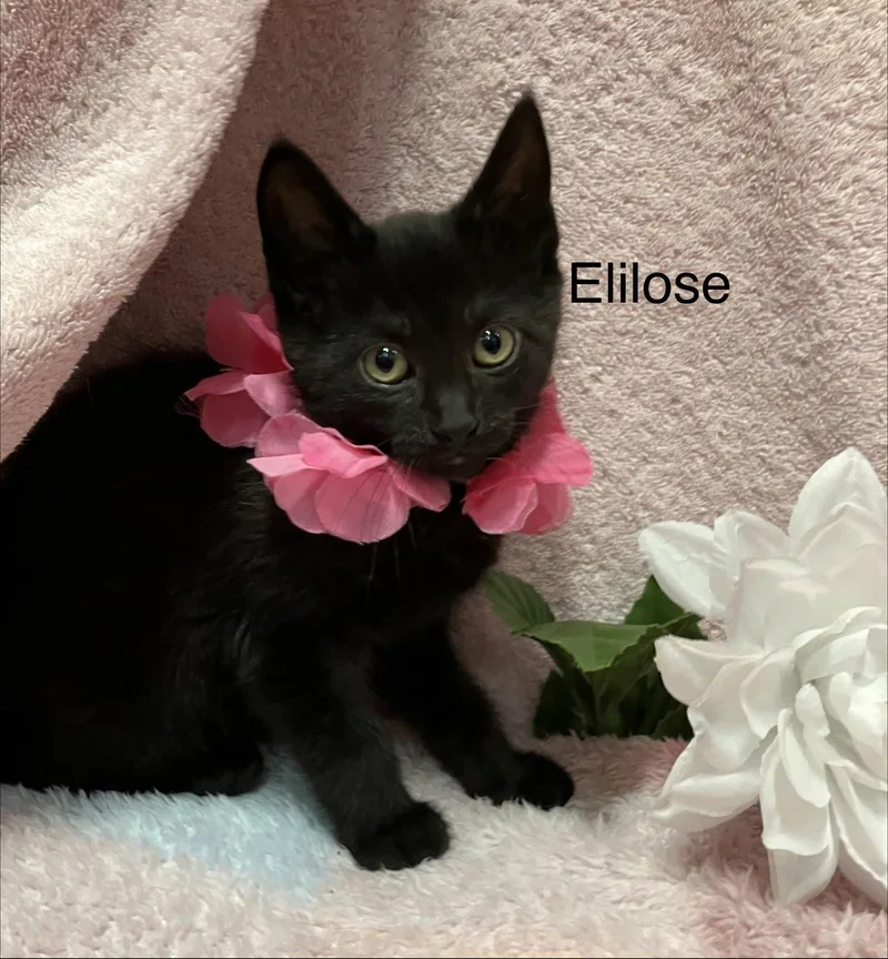 Eloise thumbnail 3