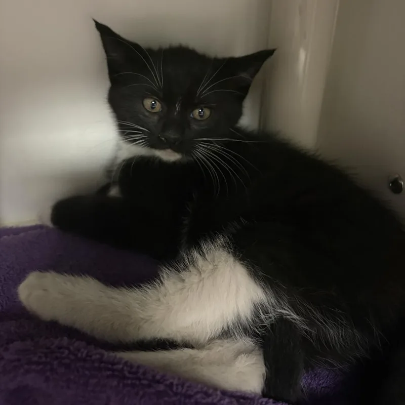 A baby small-sized female Black Domestic Short Hair cat named Peony for adoption in Tacoma, WA