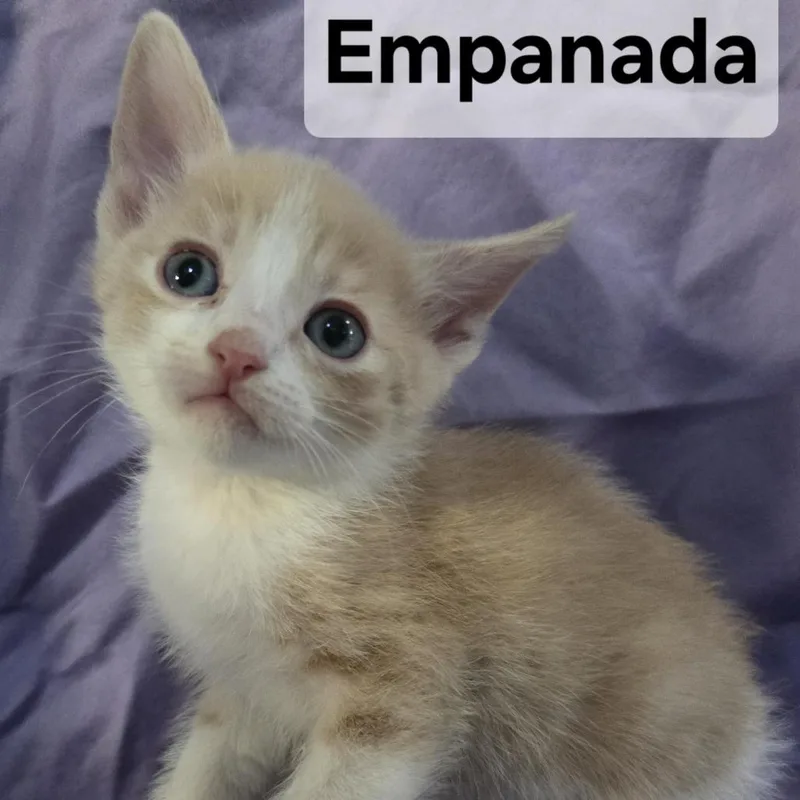A baby small-sized male Orange / Red Domestic Short Hair cat named Empanada for adoption in Webster, TX