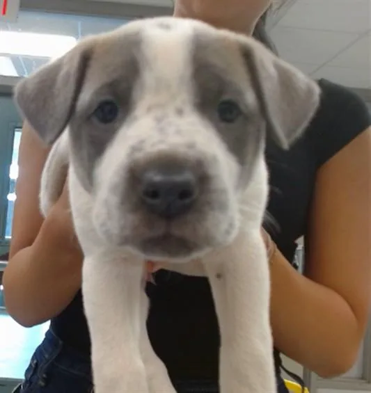 A baby small-sized female Pit Bull Terrier dog named Mandolin for adoption in Oklahoma City, OK