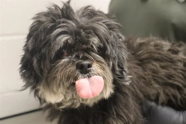 An adult small-sized female Mixed Breed dog named Ellie for adoption in Columbia, SC