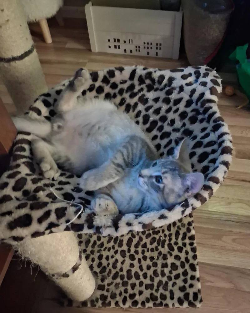 A baby medium-sized male Domestic Short Hair cat named Rocket wComet  Willow for adoption in Greenville, DE