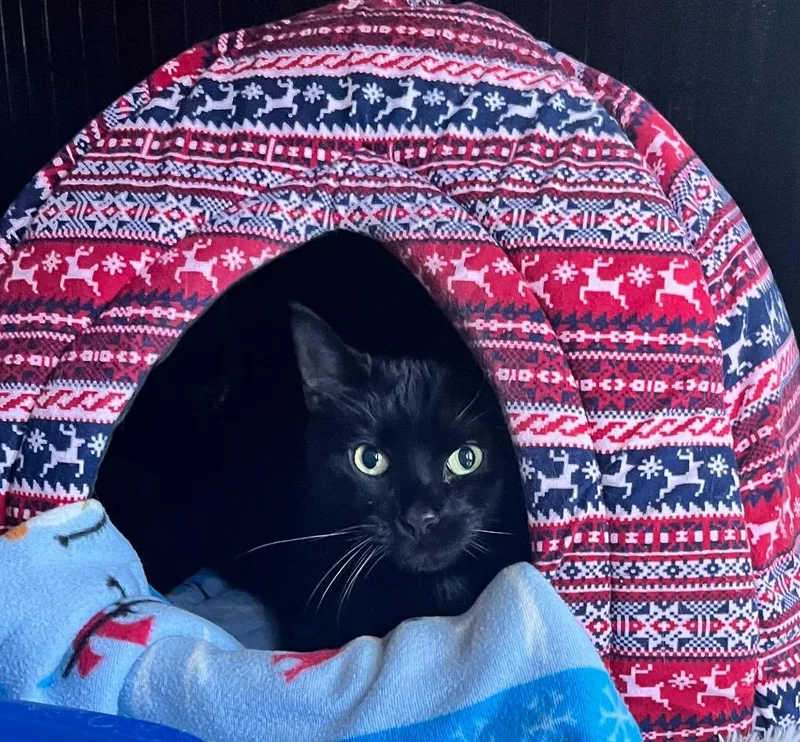 A senior medium-sized male Domestic Short Hair cat named Sir George II for adoption in Shorewood, IL