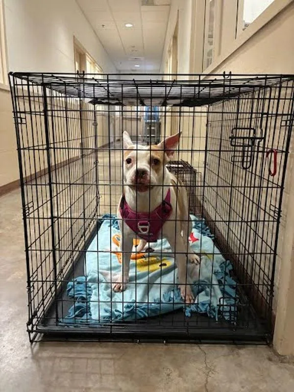 An adult medium-sized female Pit Bull Terrier dog named Piwi for adoption in Austin, TX