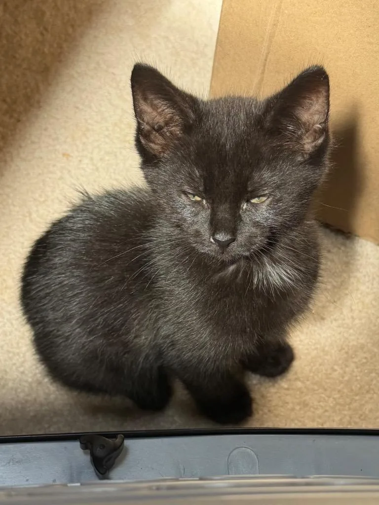 A baby small-sized female Domestic Short Hair cat named Aretha for adoption in Glenfield, NY