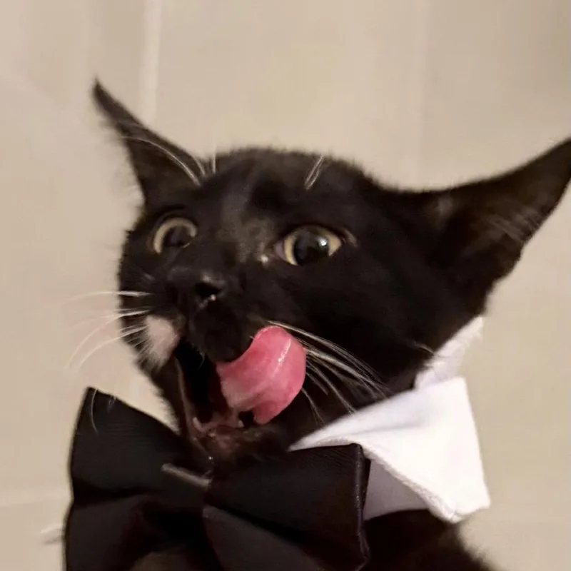 A young medium-sized male Black & White / Tuxedo Domestic Short Hair cat named Alfie for adoption in miami, FL