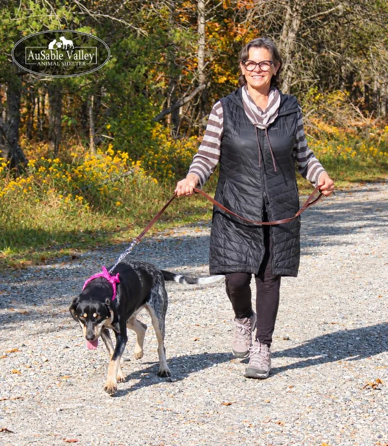 An adult medium-sized female Black Bluetick Coonhound dog named Macy for adoption in Grayling, MI