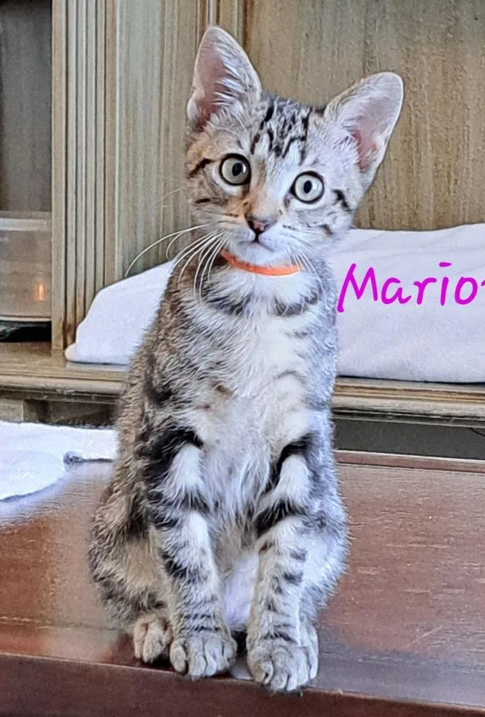 A baby small-sized female Domestic Short Hair cat named Marion for adoption in Magnolia, TX