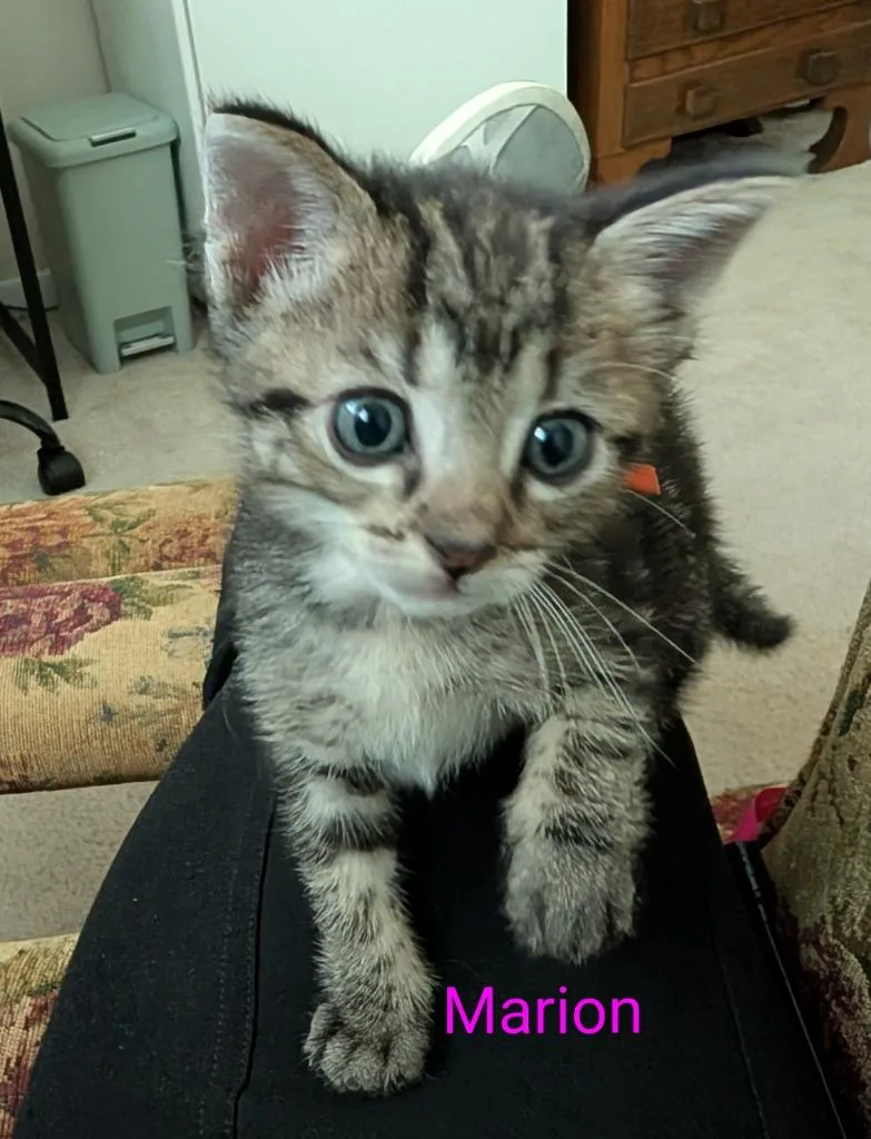 Marion thumbnail 2