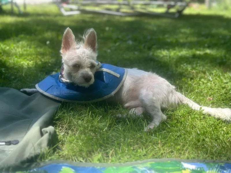 An adult small-sized male Terrier dog named Romeo for adoption in Pleasant Valley, NY