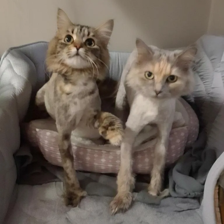 Maple And Mimosa thumbnail 2