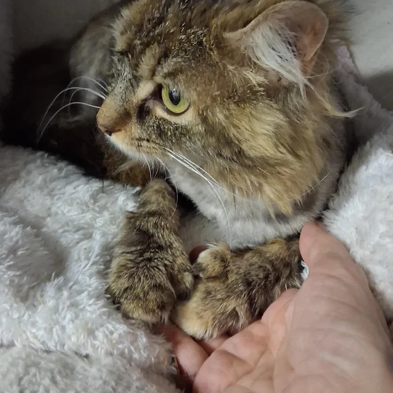 Maple And Mimosa thumbnail 4