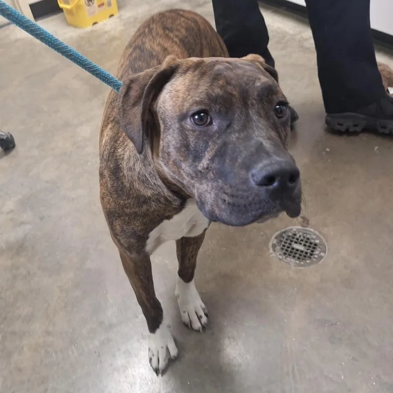 A young medium-sized male Brindle Boxer dog named Bruno for adoption in Albert Lea, MN