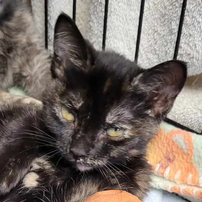 A baby medium-sized female Tortoiseshell Domestic Short Hair cat named Bee for adoption in Robinson, IL