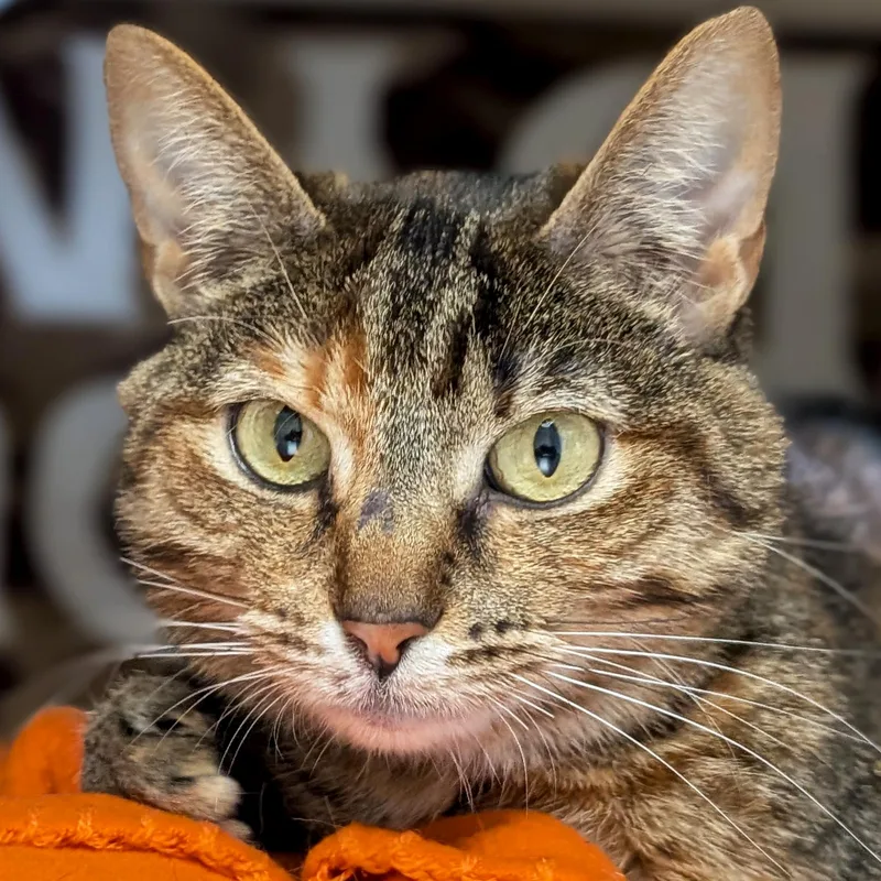 An adult medium-sized female Torbie Domestic Short Hair cat named Coletta for adoption in Jefferson, WI