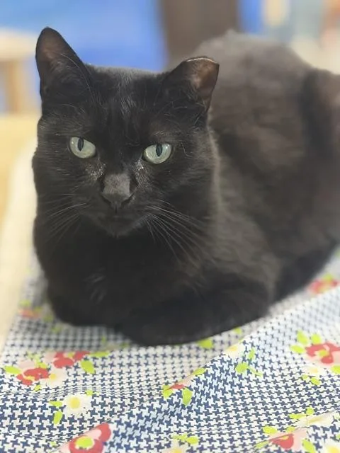 A young medium-sized female Domestic Short Hair cat named Hazel for adoption in Towanda, PA