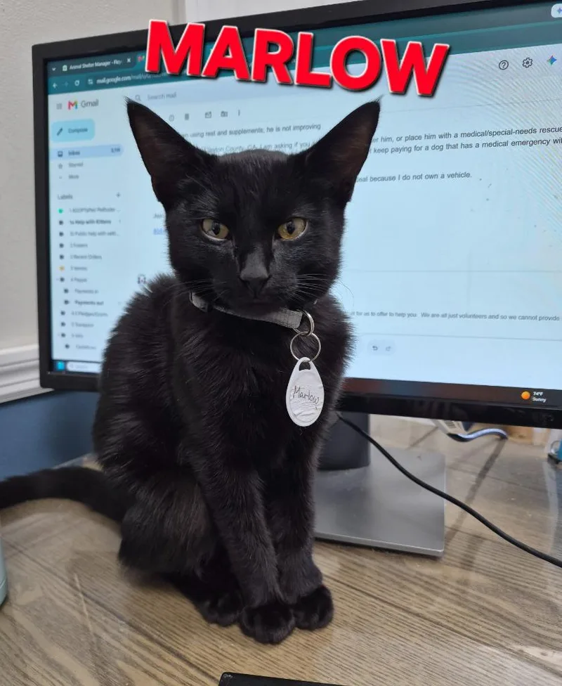 A baby medium-sized male Domestic Short Hair cat named Marlow for adoption in Rome, GA