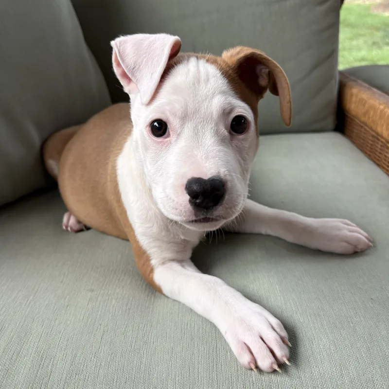 A baby medium-sized female White / Cream Terrier dog named Nugget for adoption in Cornelius, NC