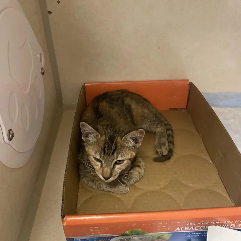 A baby small-sized female Torbie Domestic Short Hair cat named Ember for adoption in Westminster, CA