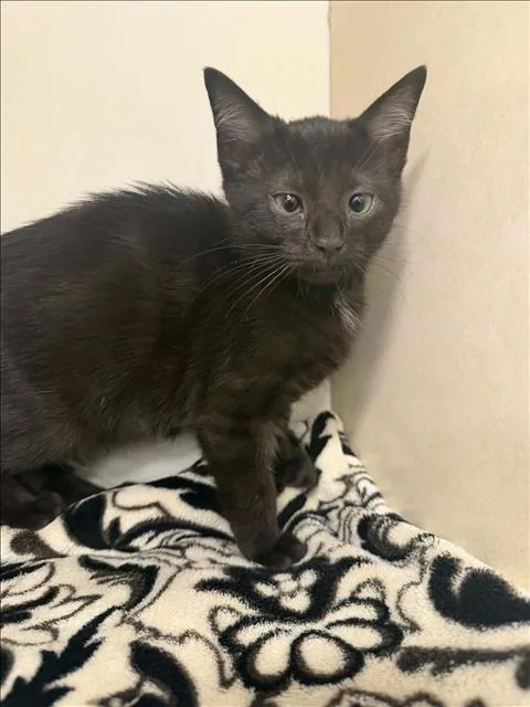 A baby small-sized female Domestic Short Hair cat named Knoxville for adoption in Hagerstown, MD
