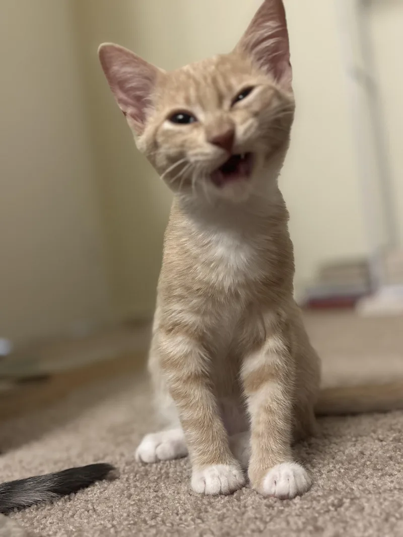 A baby small-sized male Buff / Tan / Fawn Domestic Short Hair cat named Oliver for adoption in San Jose, CA