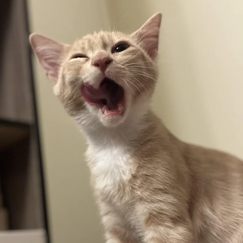 Oliver thumbnail 2