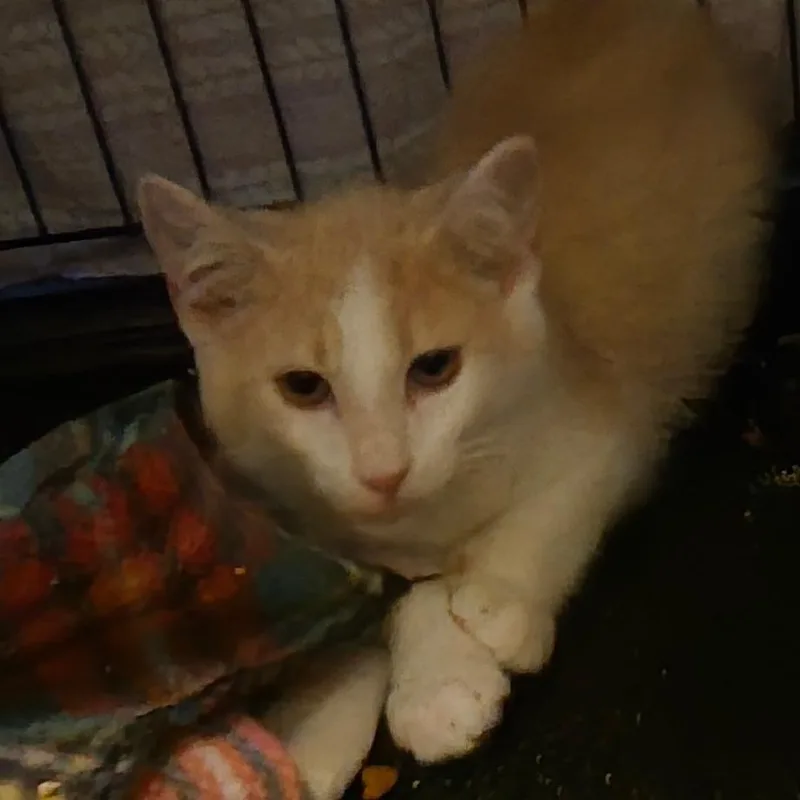 A baby small-sized male Buff / Tan / Fawn Domestic Short Hair cat named Huey for adoption in Grantsville, UT