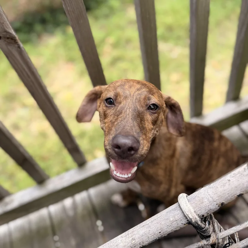 A baby medium-sized male Brindle Pit Bull Terrier dog named Waylon for adoption in Richmond, VA