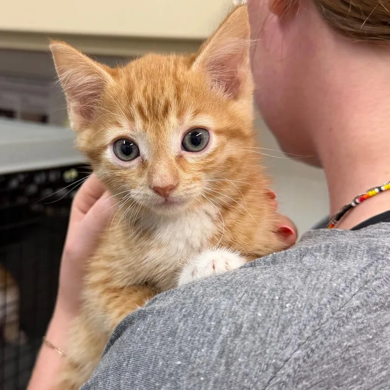 A baby small-sized male Orange / Red Domestic Short Hair cat named Gideon for adoption in Ardmore, OK