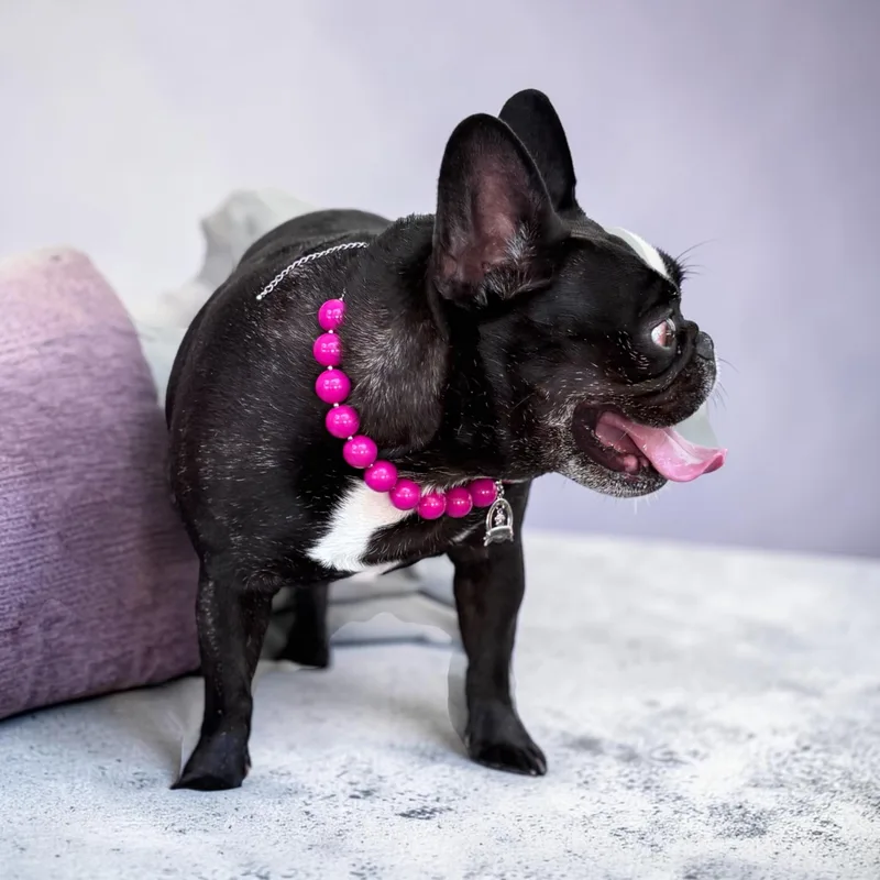 An adult medium-sized female Black French Bulldog dog named Moo for adoption in Hollywood, FL