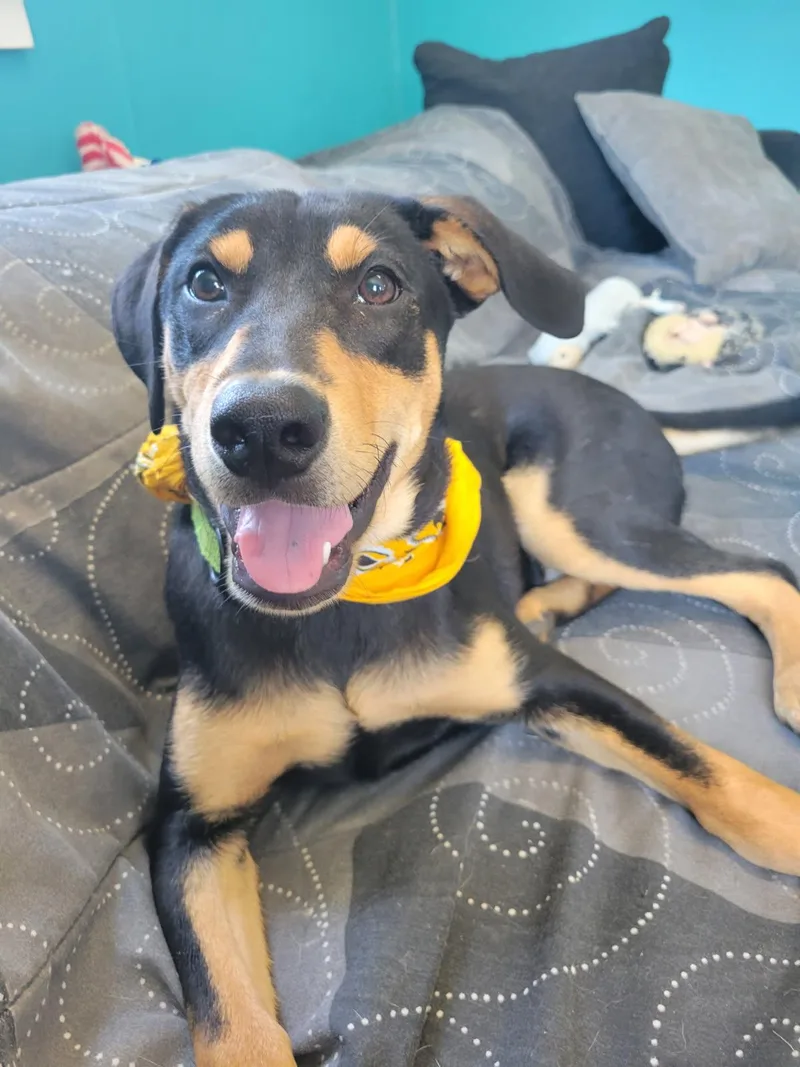 A young large-sized female Black Mixed Breed dog named Quackers SS for adoption in South Portland, ME