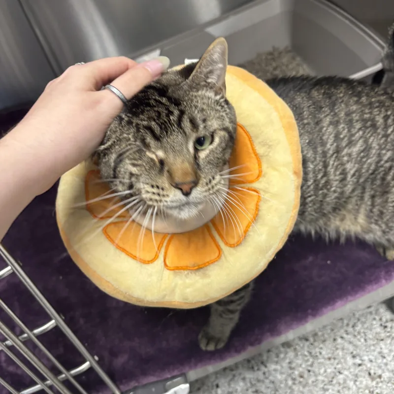 An adult medium-sized male Domestic Short Hair cat named Geordi for adoption in Mount Pleasant, MI