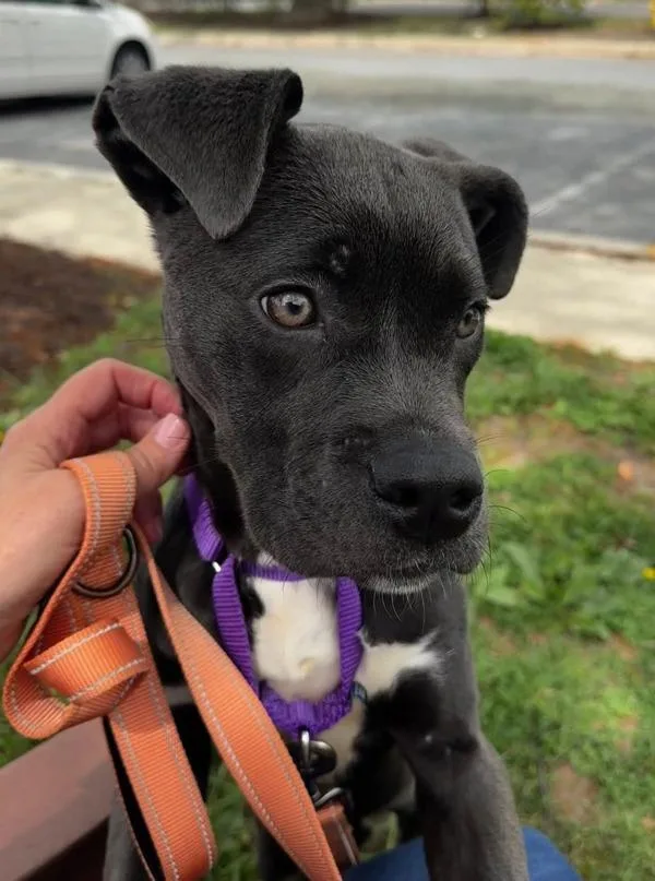 A baby medium-sized female Pit Bull Terrier dog named Floppy for adoption in Millersville, MD