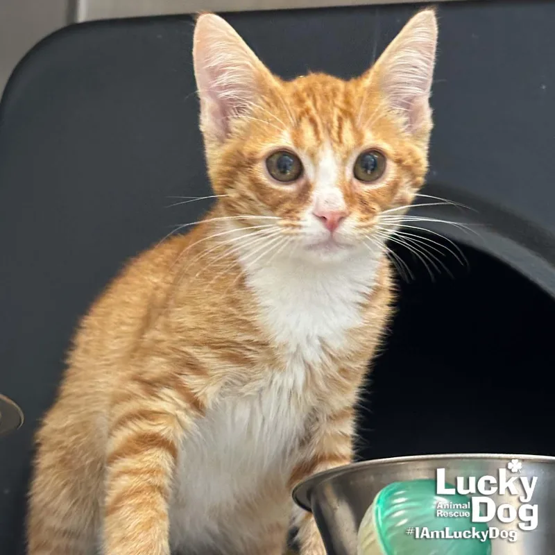 A baby medium-sized male Orange & White Domestic Short Hair cat named Elvis for adoption in Washington, DC
