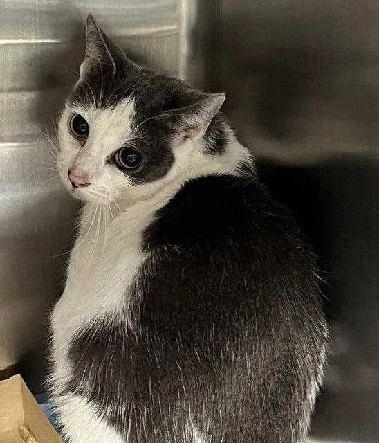 An adult medium-sized female Gray / Blue / Silver Domestic Short Hair cat named Roma for adoption in Tavares, FL