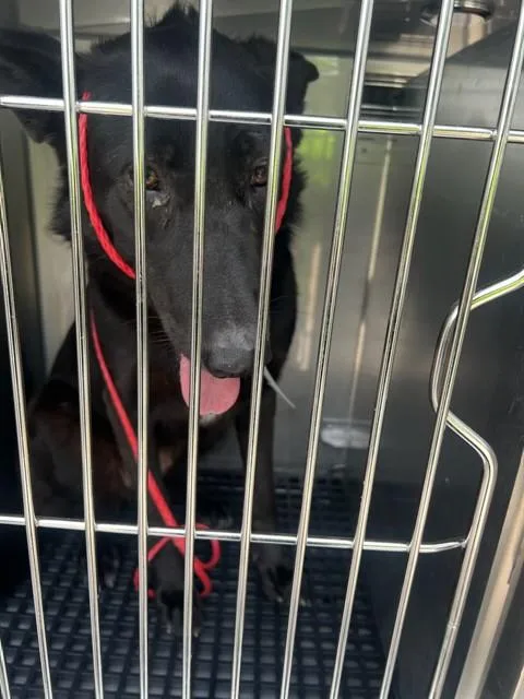 A young large-sized female Mixed Breed dog named Luna for adoption in Dallas, TX