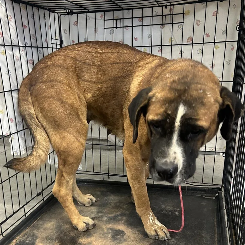 An adult large-sized female Brown / Chocolate Mixed Breed dog named 111999 for adoption in Las Cruces, NM