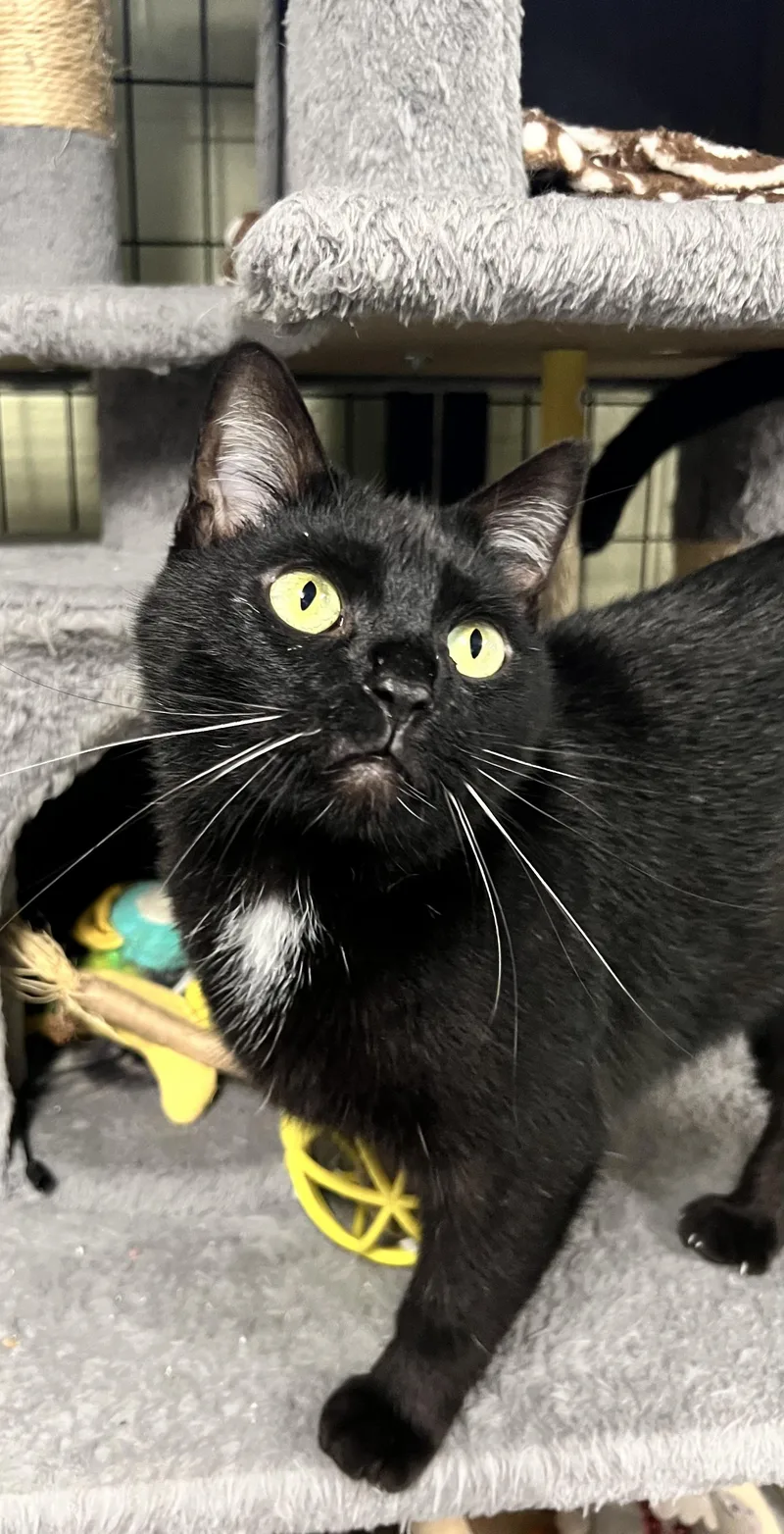 An adult medium-sized male Domestic Short Hair cat named Shadow for adoption in Holland, MI