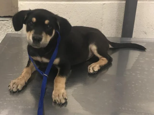 A baby small-sized male Rottweiler dog named Rooster for adoption in Conroe, TX