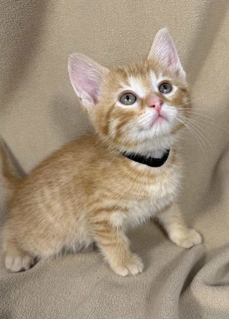 A baby medium-sized male Tabby (Orange / Red) Domestic Short Hair cat named Biscotti for adoption in Minneapolis, MN