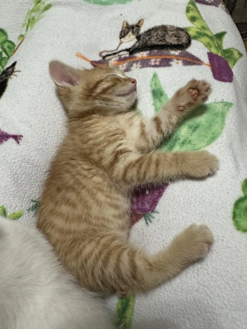 Biscotti thumbnail 4