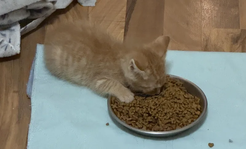 Biscotti thumbnail 5