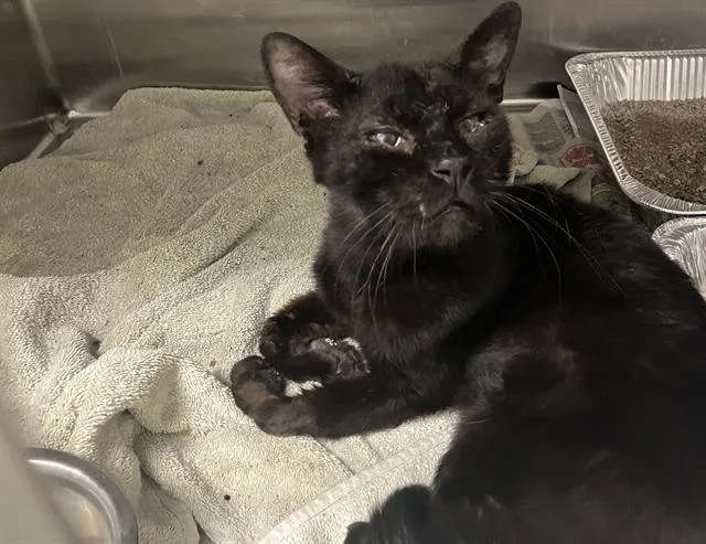 A young small-sized male Domestic Short Hair cat named King Tauri for adoption in Tustin, CA
