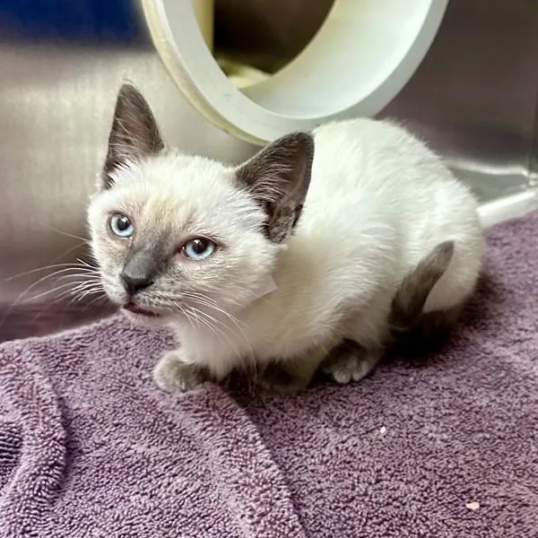 A baby small-sized female Siamese cat named Lucia for adoption in Walnut Creek, CA