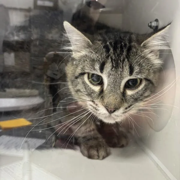 A young medium-sized male Domestic Long Hair cat named Boston for adoption in Des Moines, IA