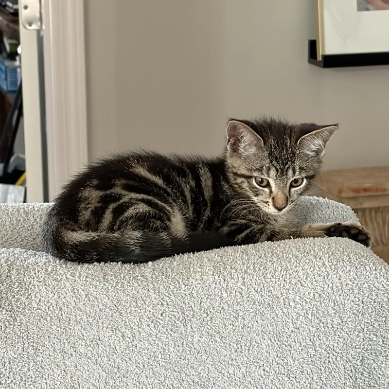 A baby medium-sized female Tabby (Brown / Chocolate) Domestic Short Hair cat named Darcy for adoption in Charlotte, NC