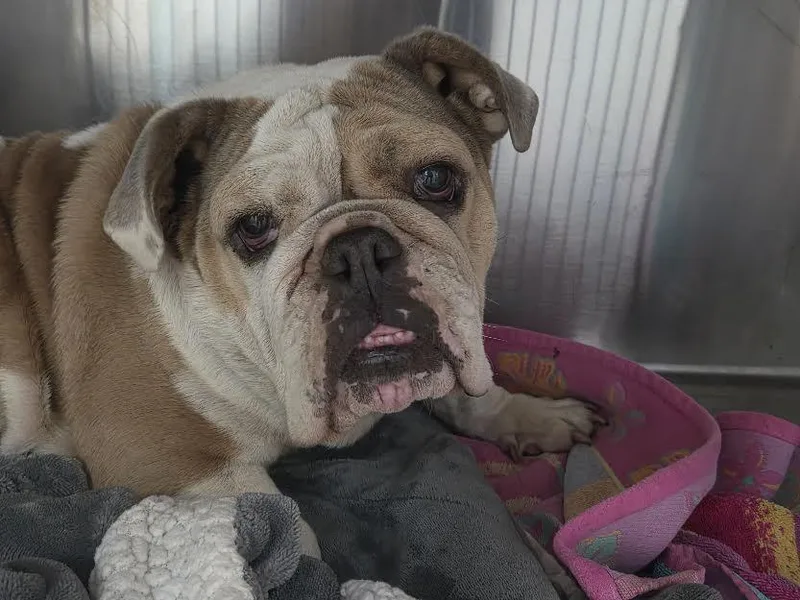 An adult medium-sized female Mixed Breed dog named Gertie for adoption in San Pedro, CA