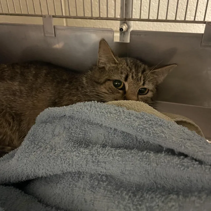 A young medium-sized female Brown / Chocolate Domestic Short Hair cat named Diana for adoption in Bristol, IN